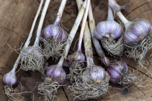 gut health and immunity