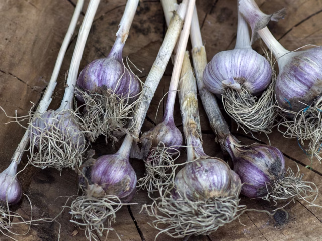 Gut Health and Immunity: Staying Strong This Cold & Flu Season